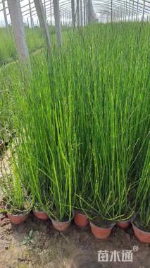 高度60厘米木贼