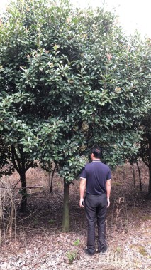 10公分红叶石楠