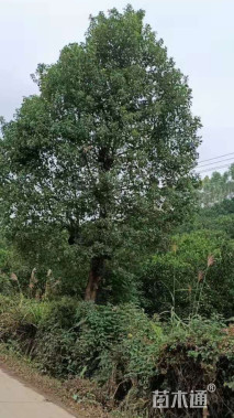 18公分香樟