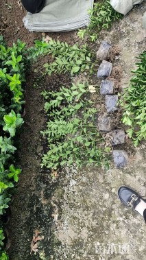 高度30厘米大叶黄杨