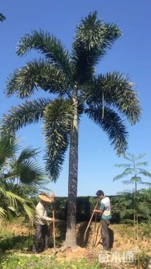 裸干高300厘米狐尾椰