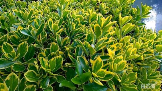 高度40厘米金边黄杨