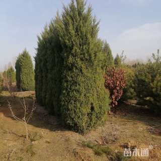 高度3000厘米桧柏