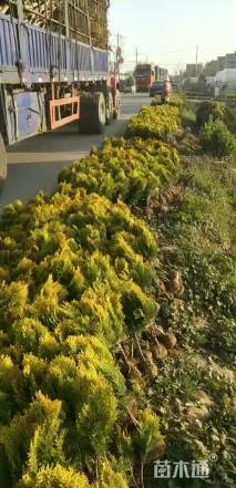 高度60厘米洒金柏