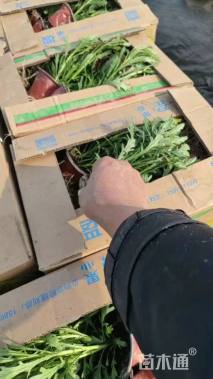 高度10厘米黄金菊