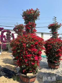 5公分造型三角梅