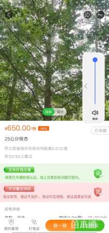 20公分银杏