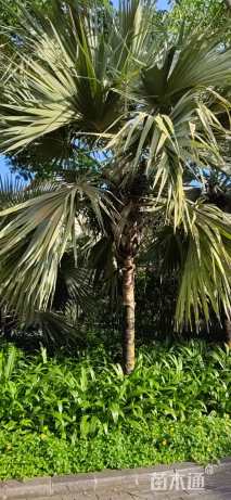裸干高700厘米棕榈