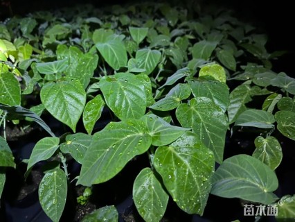 15厘米西番莲