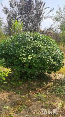 冠幅180厘米卫矛球