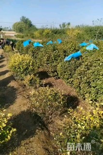 冠幅120厘米榆叶梅球