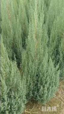 高度150厘米桧柏