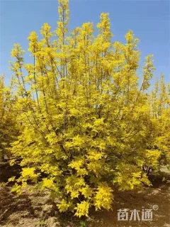 高度400厘米丛生金叶白蜡