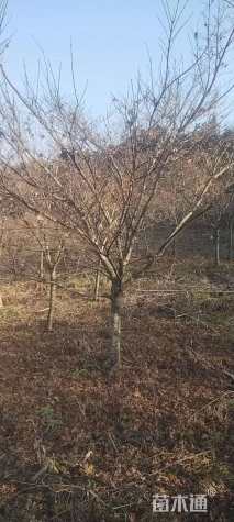 15公分红枫
