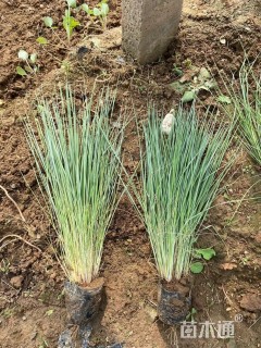 高度50厘米细叶芒