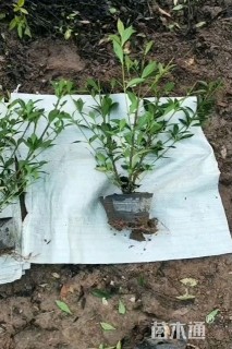 高度30厘米中叶栀子