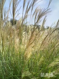 高度70厘米芒草