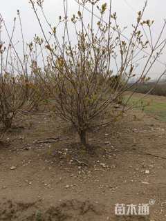 高度300厘米丛生黄栌