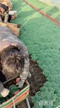 高度7厘米中华景天