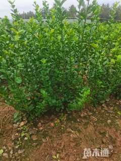 高度70厘米卫矛