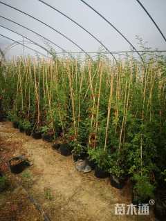 高度80厘米蔷薇