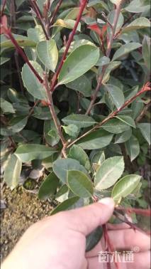 高度40厘米石韦