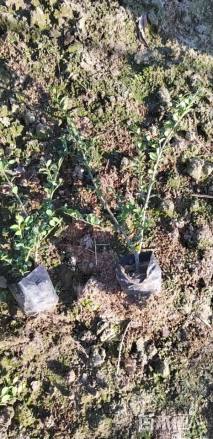 高度36厘米龟甲冬青