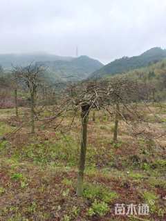 高度220厘米羽毛枫