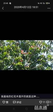 30公分红花木莲