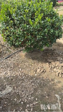 冠幅180厘米无刺枸骨球