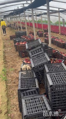 高度15厘米鸡冠花