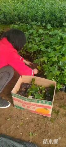 高度40厘米八角金盘