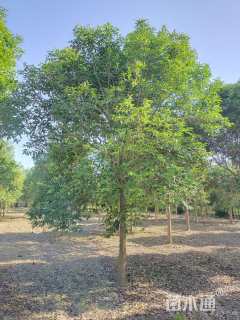 13公分大叶女贞