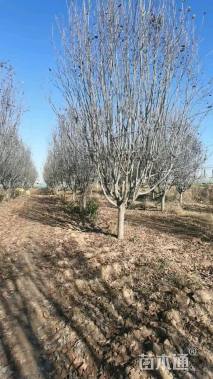 11公分西府海棠