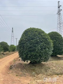 12公分桂花