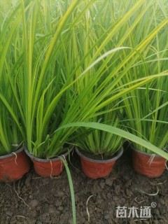 高度25厘米金叶石菖蒲