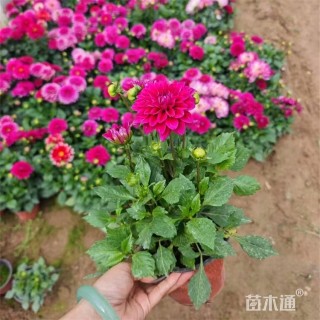 高度50厘米小丽花