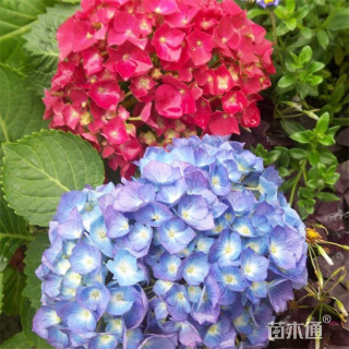 高度60厘米无尽夏绣球