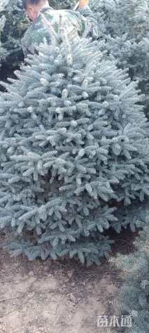 5公分科罗拉多蓝杉