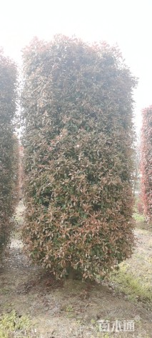 高度400厘米红叶石楠柱