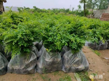 高度50厘米紫穗槐