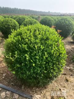 冠幅150厘米瓜子黄杨球