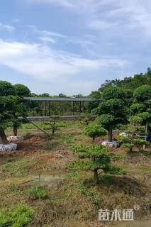 30公分石楠
