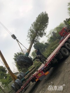 20公分金丝楠木