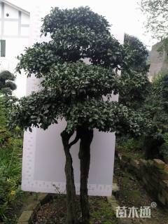 高度100厘米金弹子