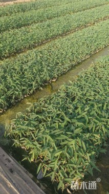 高度30厘米再力花