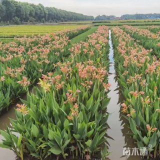 高度30厘米水生美人蕉