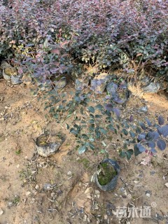 高度25厘米红花继木