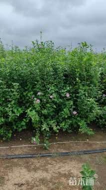 高度150厘米丛生木槿