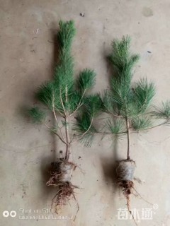 高度10厘米油松小苗